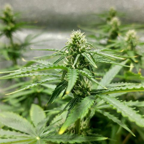 Ak47 Auto growlog photo: Día 42