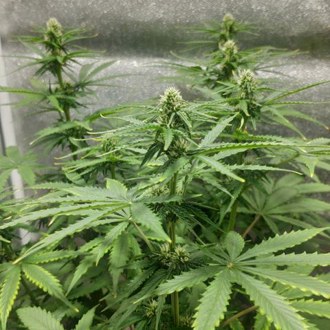 Ak47 Auto growlog photo: Día 42