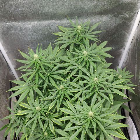 Ak47 Auto growlog photo: Día 42
