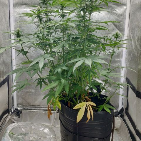 Ak47 Auto growlog photo: Día 42