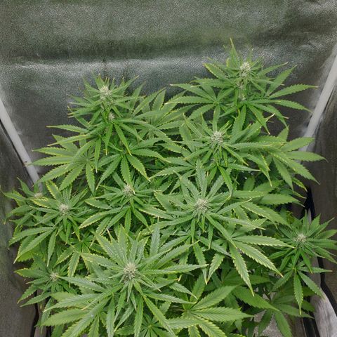 Ak47 Auto growlog photo: Dia 44