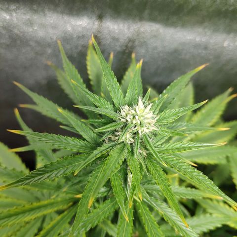 Ak47 Auto growlog photo: Dia 44