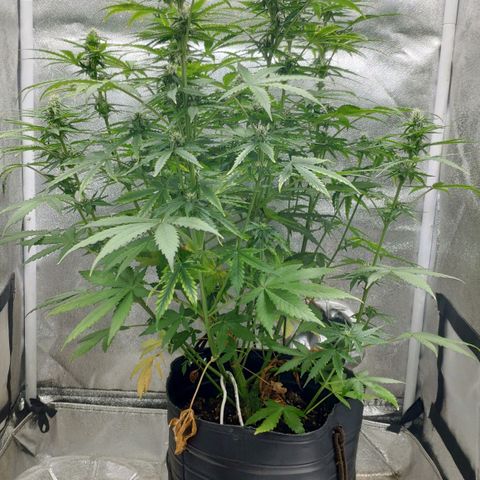 Ak47 Auto growlog photo: Dia 44