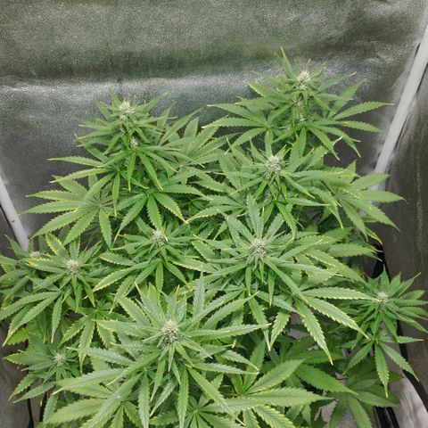 Ak47 Auto growlog photo: Dia 44