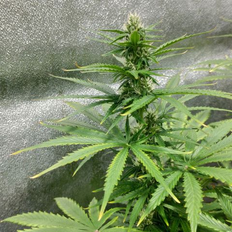 Ak47 Auto growlog photo: Dia 44