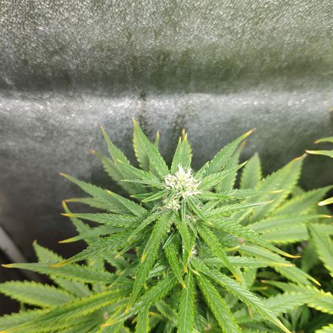 Ak47 Auto growlog photo: Dia 44