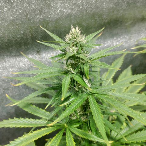 Ak47 Auto growlog photo: Dia 44