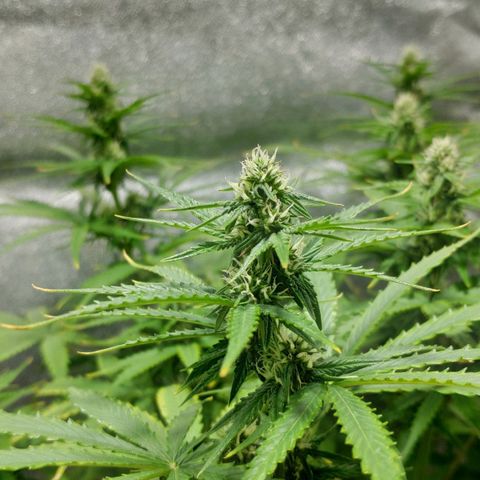 Ak47 Auto growlog photo: Dia 44