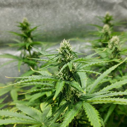 Ak47 Auto growlog photo: Dia 44