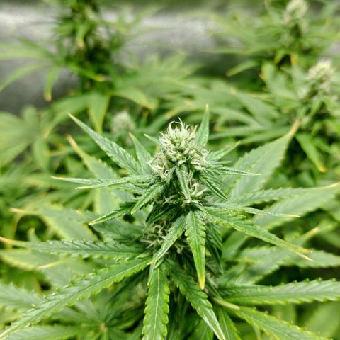 Ak47 Auto growlog photo: Día 46