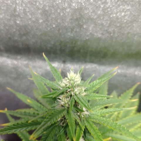 Ak47 Auto growlog photo: Día 46