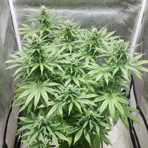 Ak47 Auto growlog photo: Día 46