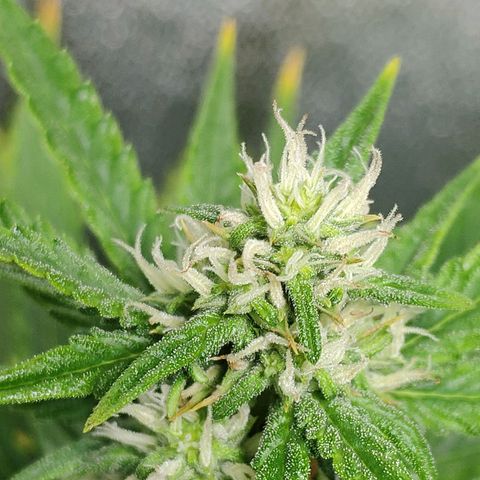 Ak47 Auto growlog photo: Día 46