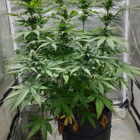Ak47 Auto growlog photo: Día 46
