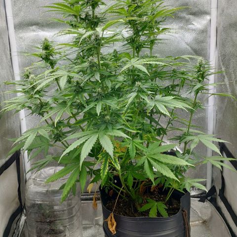 Ak47 Auto growlog photo: Día 46