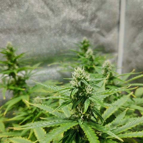 Ak47 Auto growlog photo: Día 46