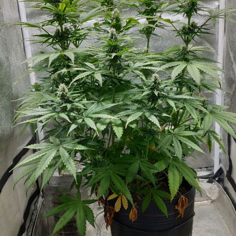 Ak47 Auto growlog photo: Día 46