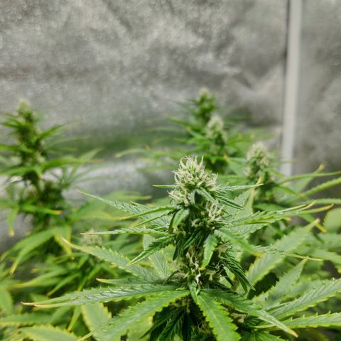 Ak47 Auto growlog photo: Día 46