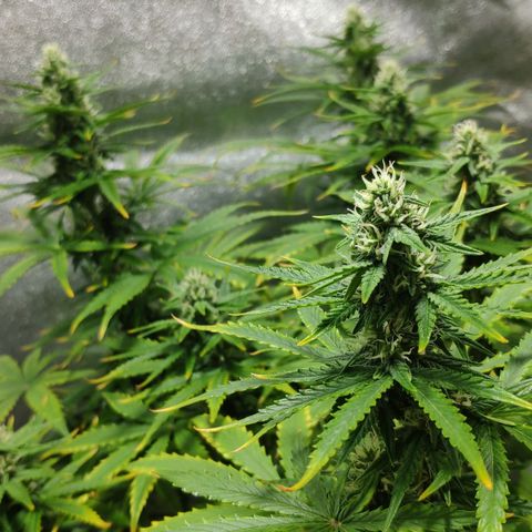 Ak47 Auto growlog photo: Día 48