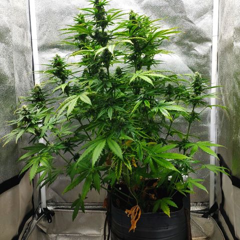 Ak47 Auto growlog photo: Día 48