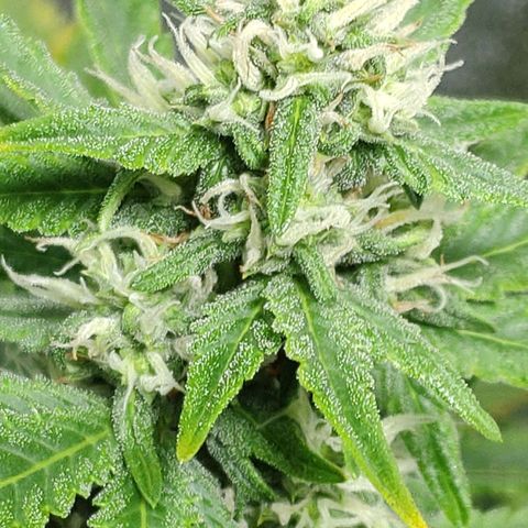 Ak47 Auto growlog photo: Día 48