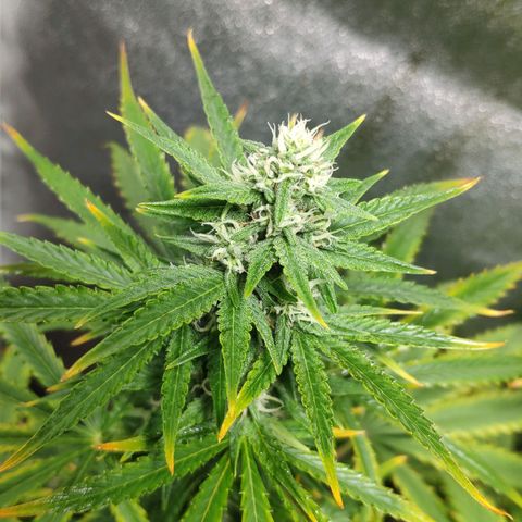 Ak47 Auto growlog photo: Día 48