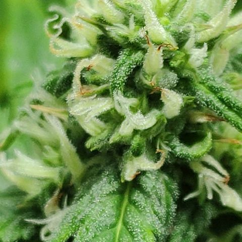 Ak47 Auto growlog photo: Día 48