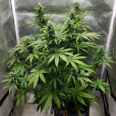Ak47 Auto growlog photo: Día 48