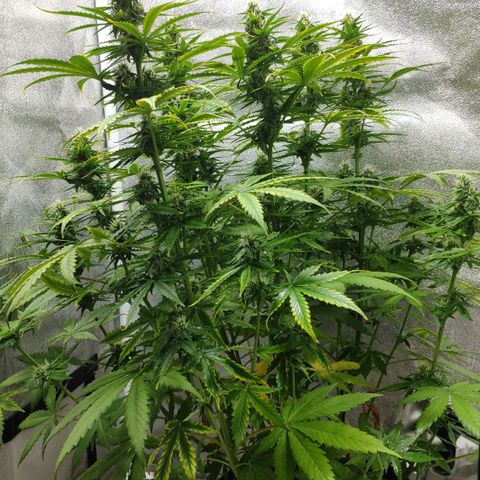 Ak47 Auto growlog photo: Día 48