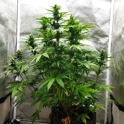 Ak47 Auto growlog photo: Día 48