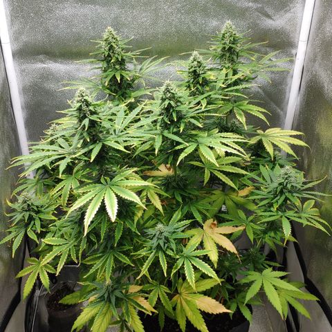 Ak47 Auto growlog photo: Dia 53
