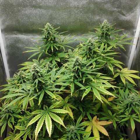 Ak47 Auto growlog photo: Dia 53