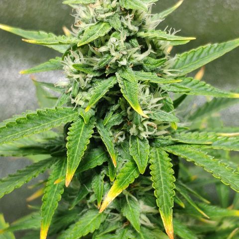 Ak47 Auto growlog photo: Dia 53