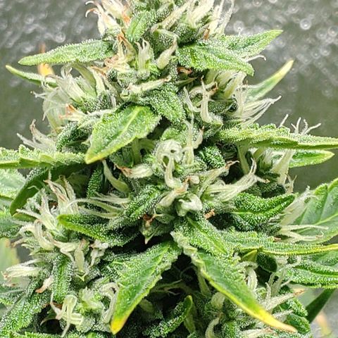 Ak47 Auto growlog photo: Dia 53