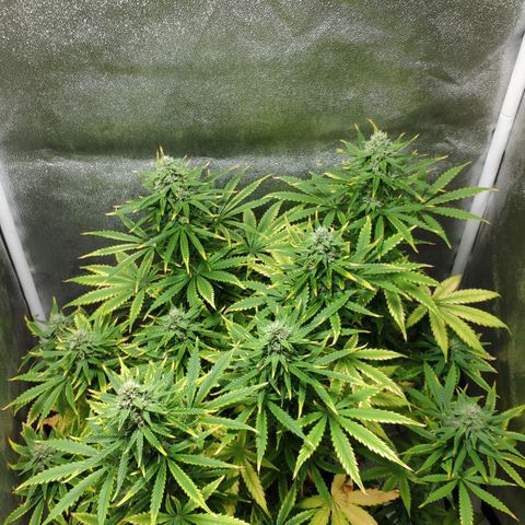 Ak47 Auto growlog photo: Dia 53