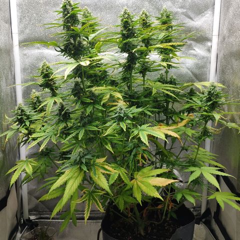 Ak47 Auto growlog photo: Dia 53