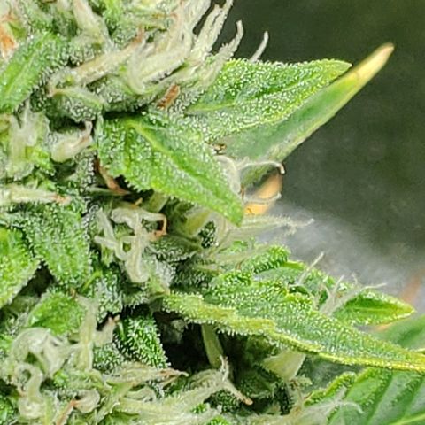 Ak47 Auto growlog photo: Dia 53