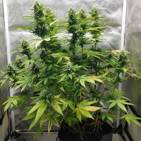 Ak47 Auto growlog photo: Dia 53