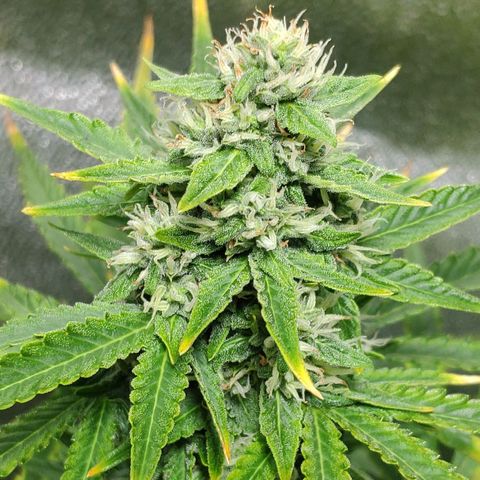 Ak47 Auto growlog photo: Dia 53