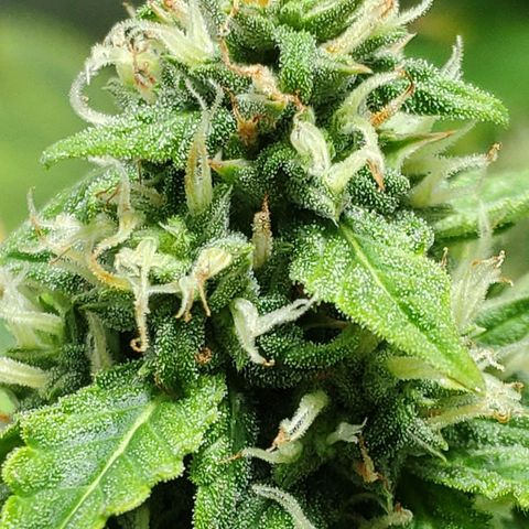 Ak47 Auto growlog photo: Dia 53