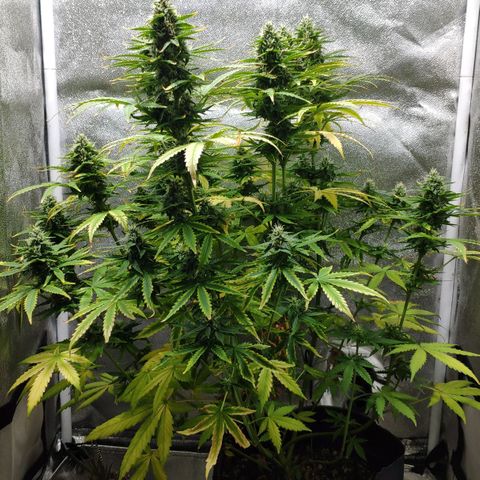 Ak47 Auto growlog photo: Dia 56
