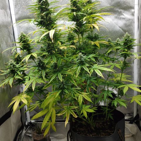 Ak47 Auto growlog photo: Dia 56