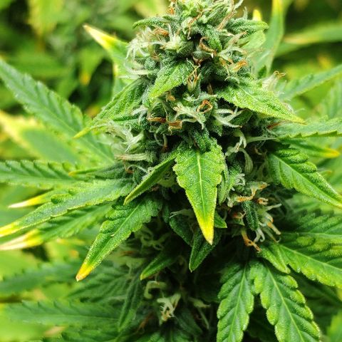 Ak47 Auto growlog photo: Dia 56