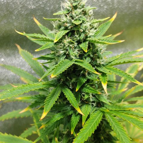 Ak47 Auto growlog photo: Dia 56
