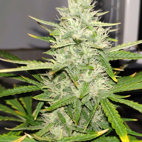 Ak47 Auto growlog photo: Día 56