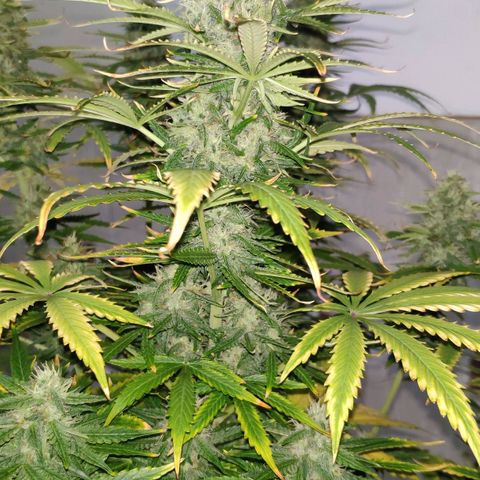 Ak47 Auto growlog photo: Día 56