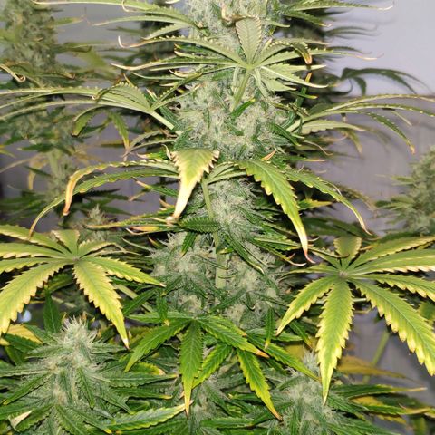 Ak47 Auto growlog photo: Día 56