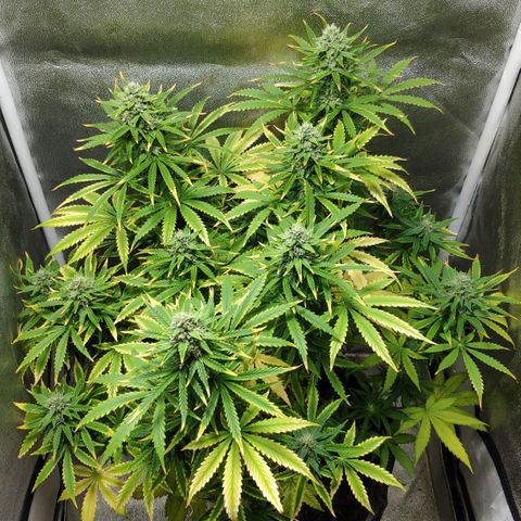 Ak47 Auto growlog photo: Día 56