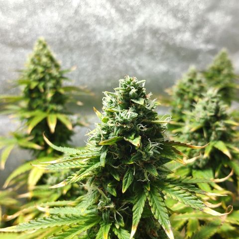 Ak47 Auto growlog photo: Dia 64