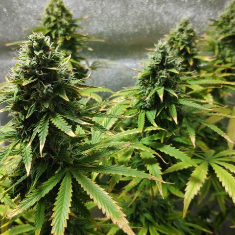 Ak47 Auto growlog photo: Dia 64